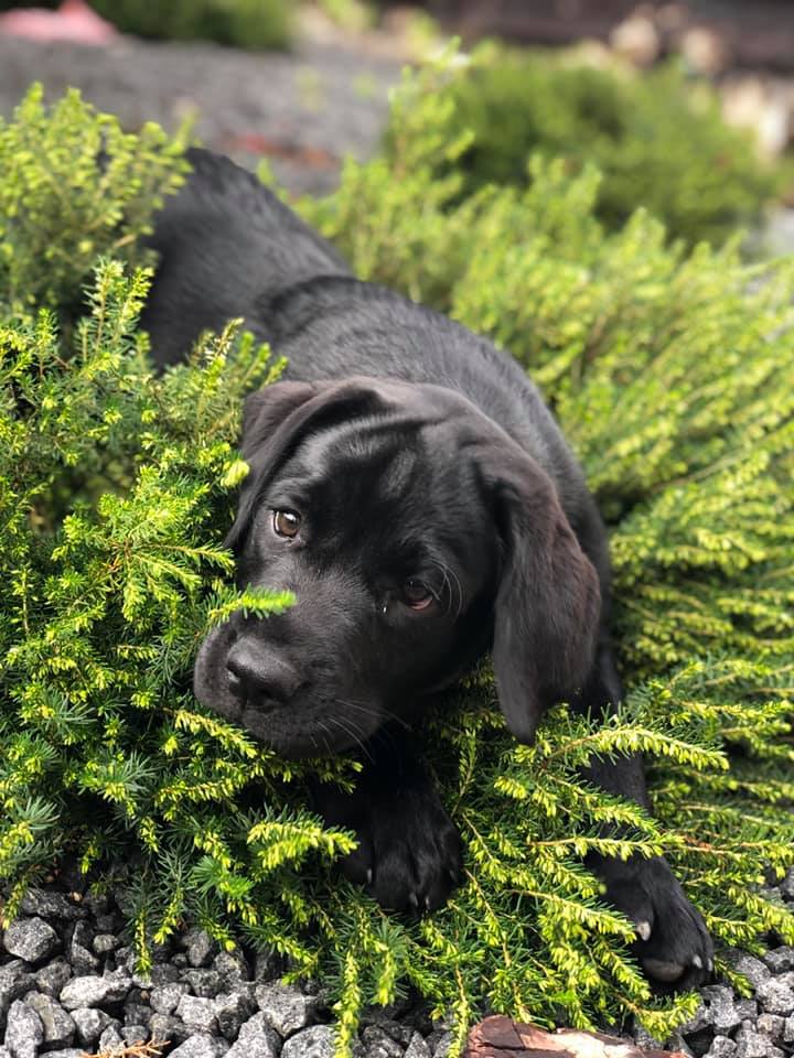 stemning billeder Kennel Cap De Lab